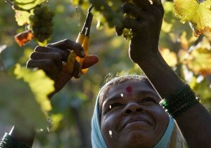 Vineyard Worker in India