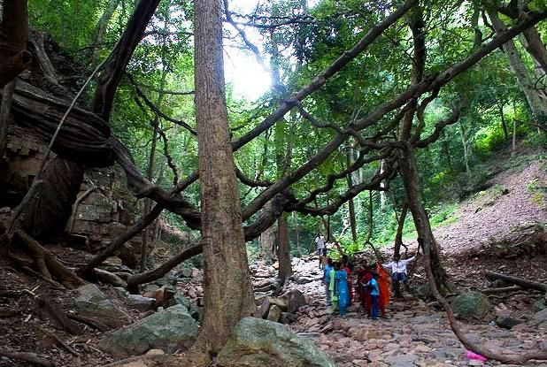 Sri Venkateswara National Park in Chittoor